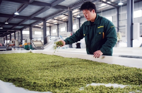 早春茶飄香 品牌齊爭艷——各地茶葉品牌建設(shè)的生動實(shí)踐